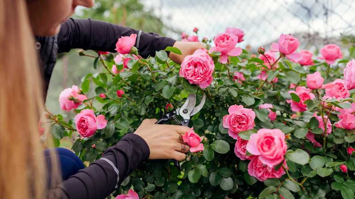 Woman Outraged After Neighbor Refuses To Remove Rose Garden To Accommodate Her Allergies