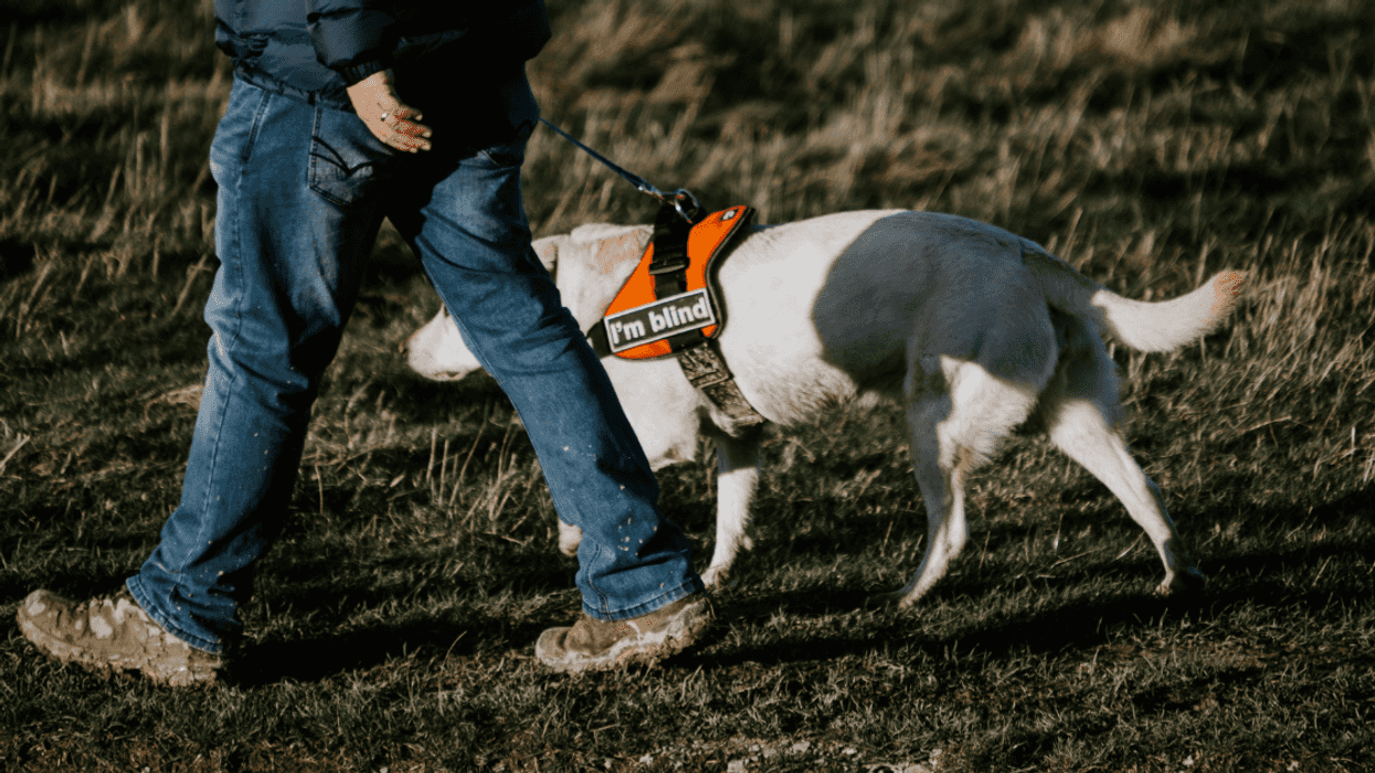 Blind Man Furious After Random Person In Store Comes Up And Tries To Pet His Guide Dog