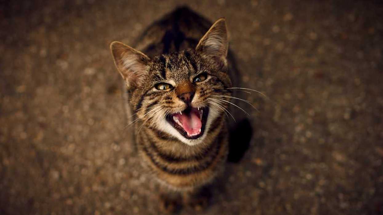 Guy Furious After Catching His Wife In A Lie About His Cats' Nocturnal Activities