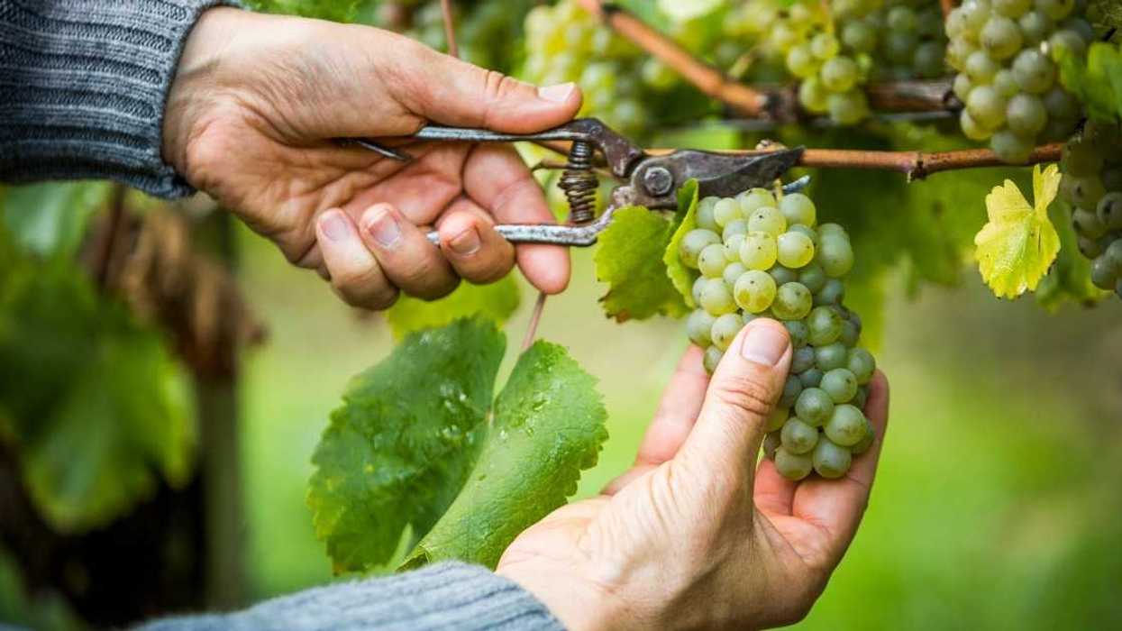 Avid Gardener Blows Up At Neighbors Who Cut Some Of Her Fruit Vines Without Permission