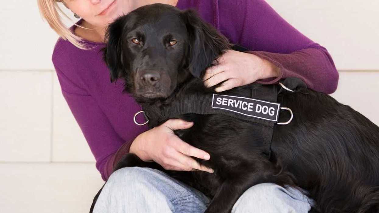 Redditor Called Out For Setting Strict Rules For Their Sister-In-Law's Service Dog During Her Visit