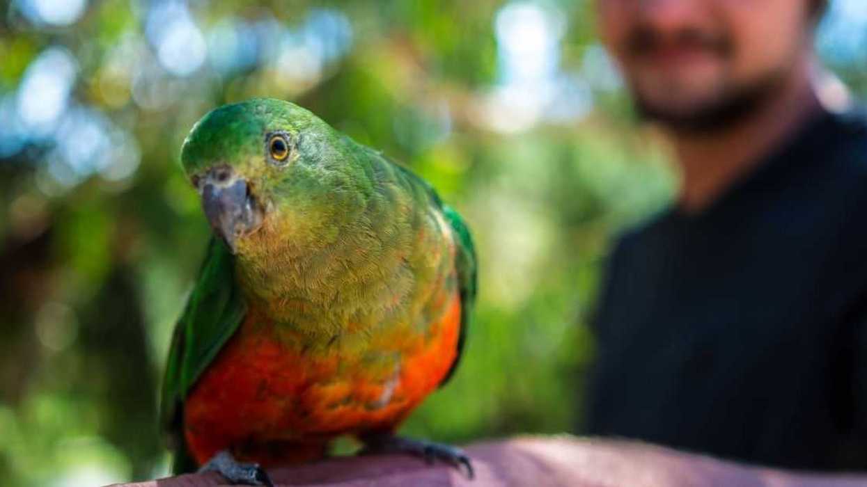 Guy Called Out For Refusing To Punish His Parrot For Cursing Around His Niece And Nephew
