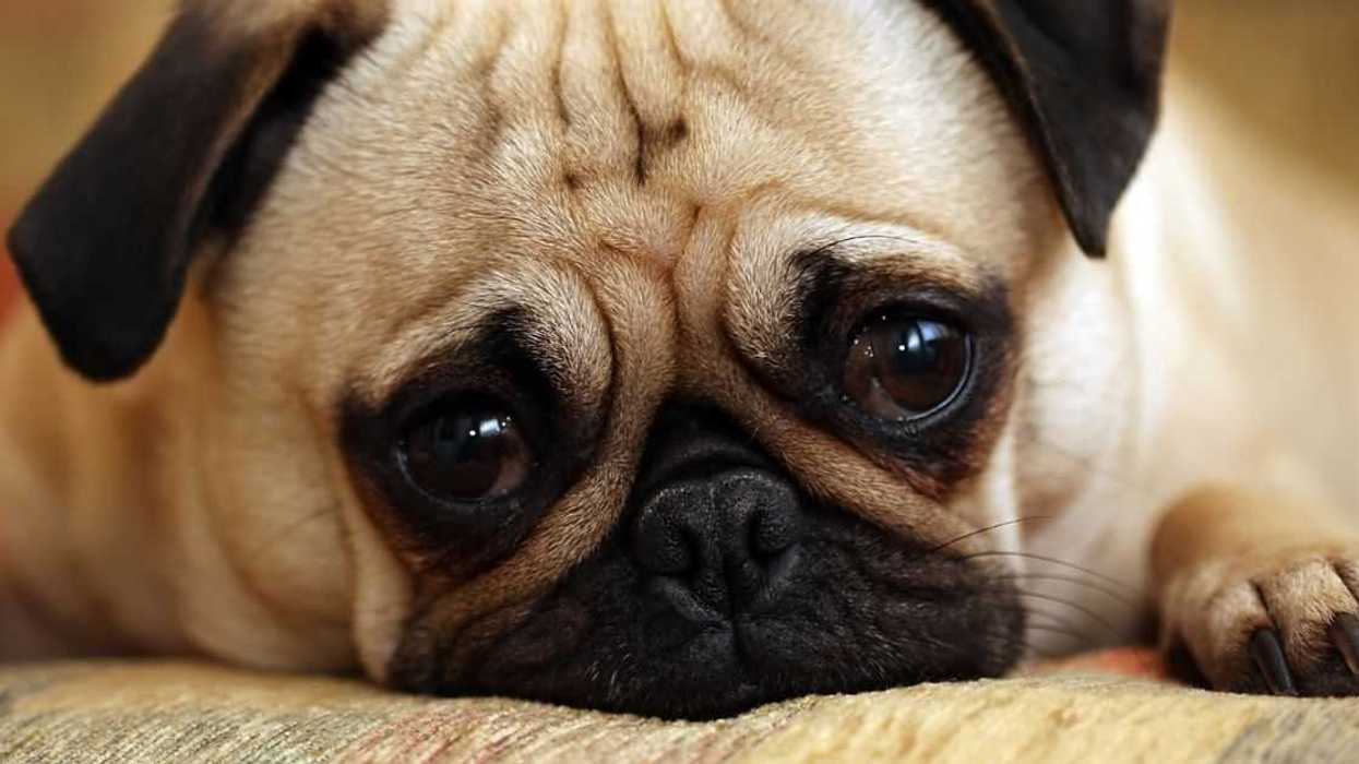 Woman Balks After Boyfriend Refuses To Let Her Dog Out During The Day So As Not To 'Spoil' Him