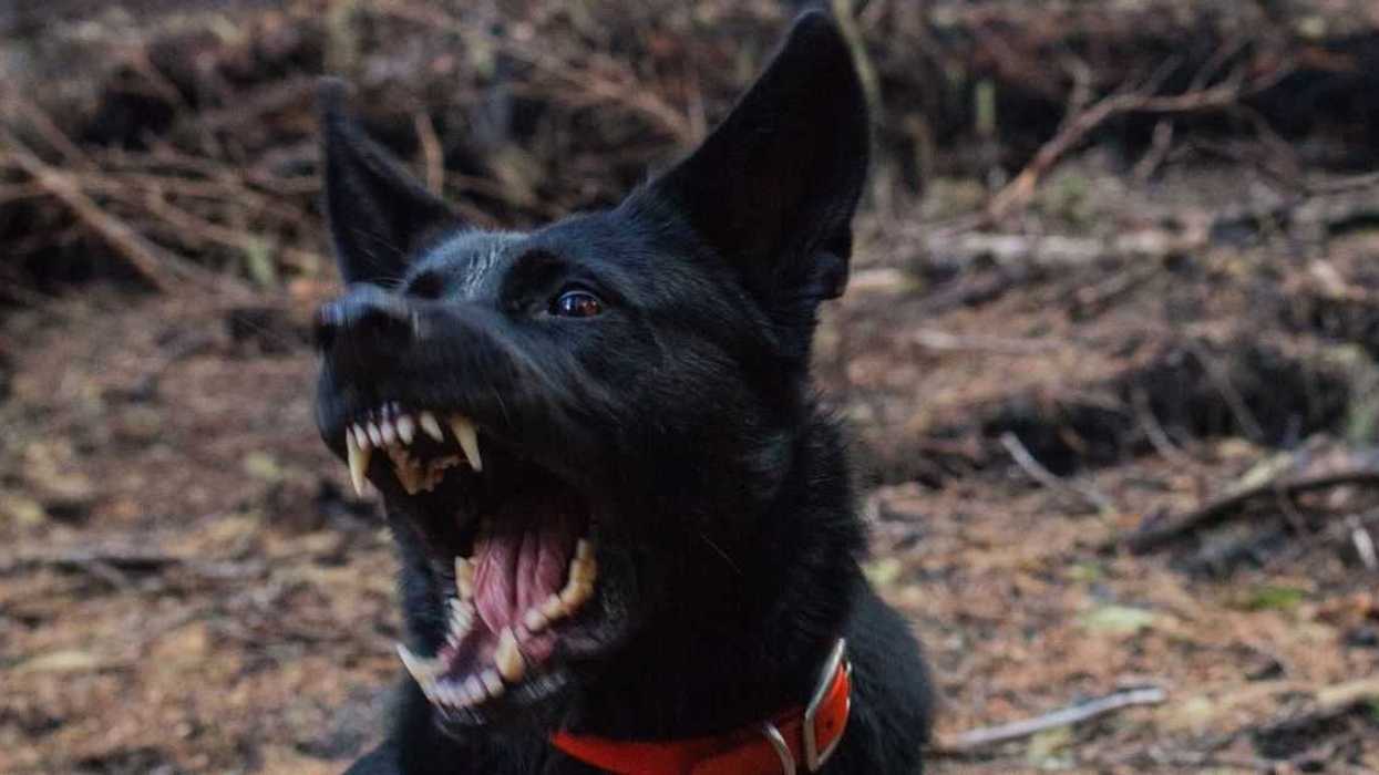 Woman Balks After Boyfriend Casually Says To Lock Her Pets In A Room Due To His 'Murderer' Dog