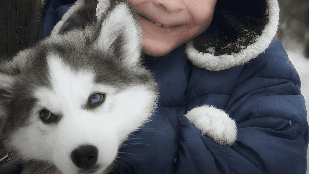 Couple Stunned When Dog's Original Owner Comes Looking For It Two Months After They Rescued It