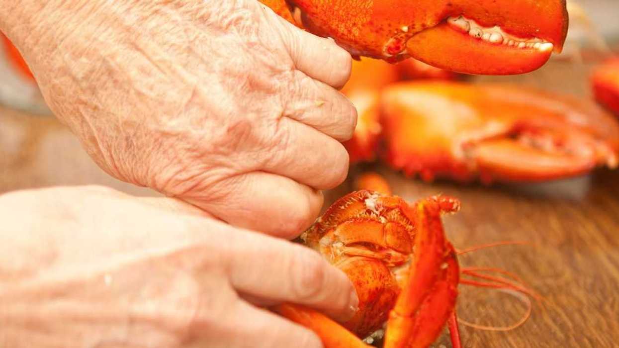 Older person's hands cracking and cutting a cooked lobster in a restaurant.