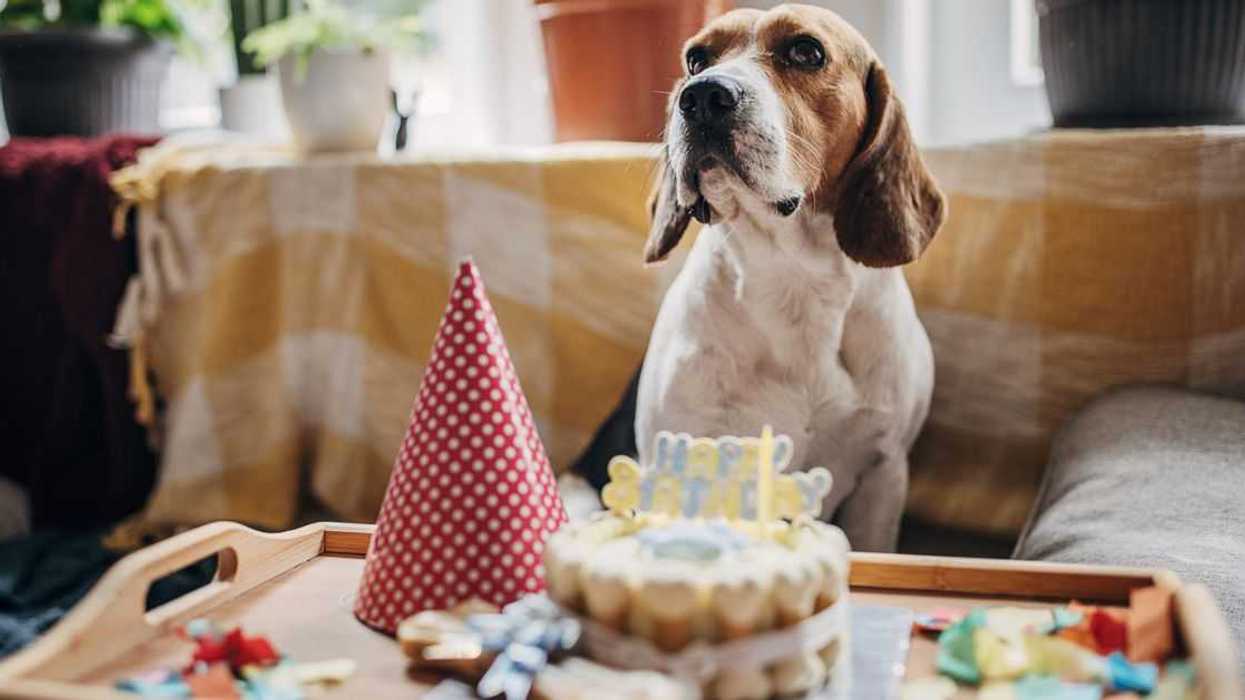 One dog, beagle sitting in front of a cake for his birthday.