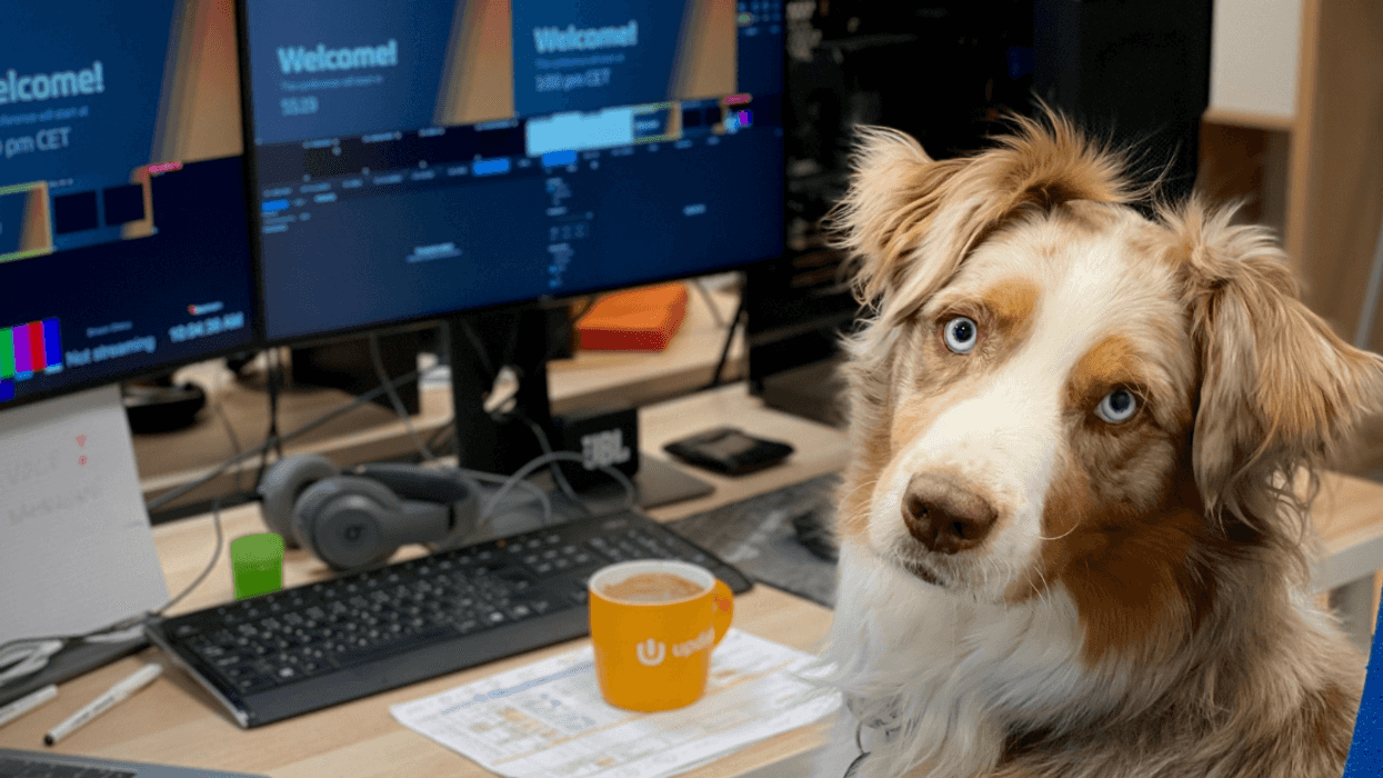 Woman With Allergies Refuses To Work From Home So Coworkers Can Bring Dogs To The Office