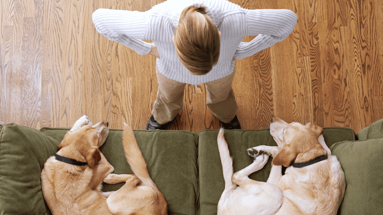 Person angry with dogs