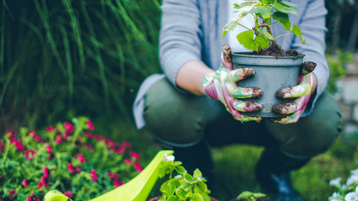person gardening