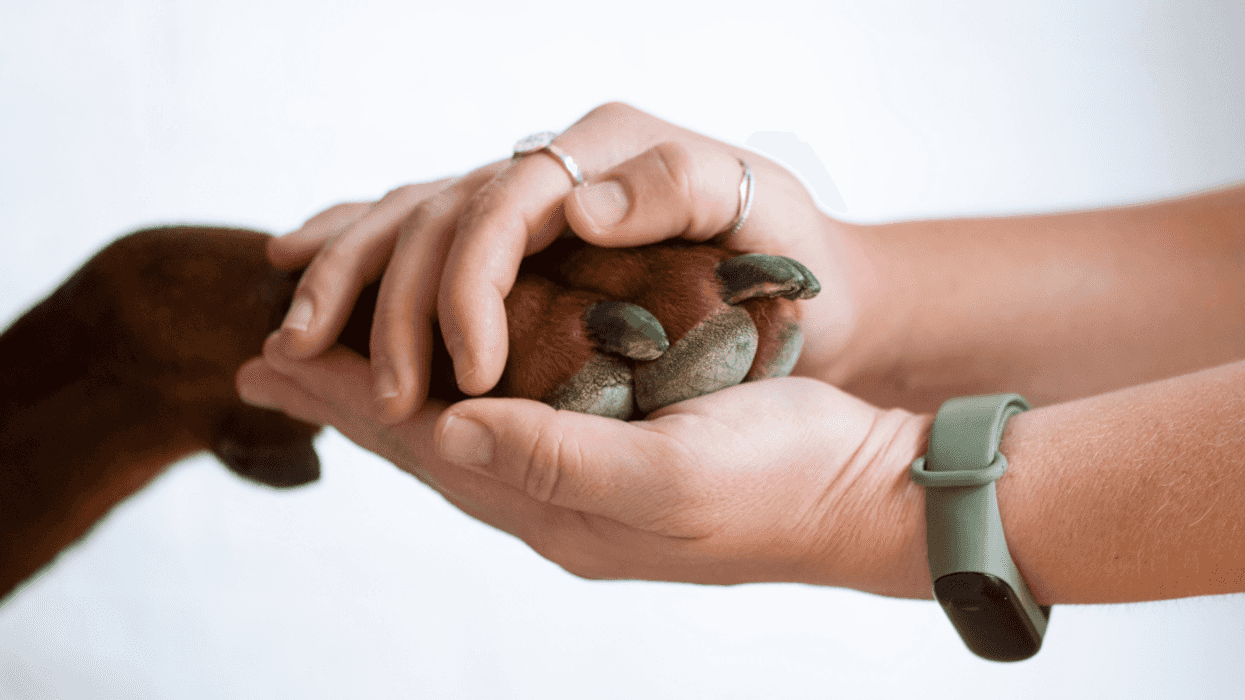 person holding dog's paw