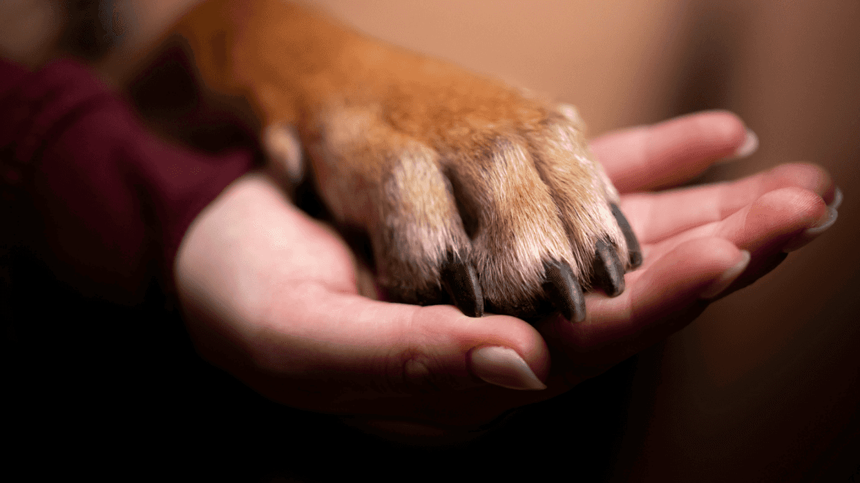 person holding dog's paw