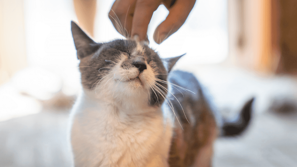 Person petting their cat
