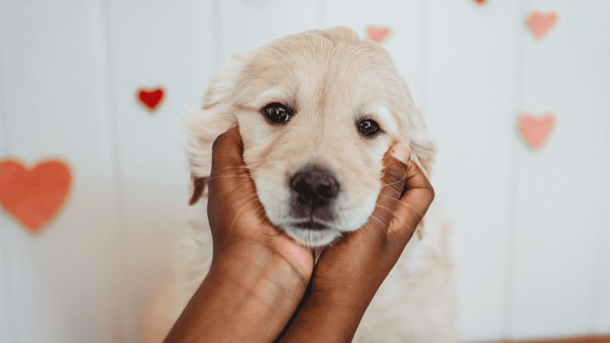 person's hands cupping a golden retriever puppy's face