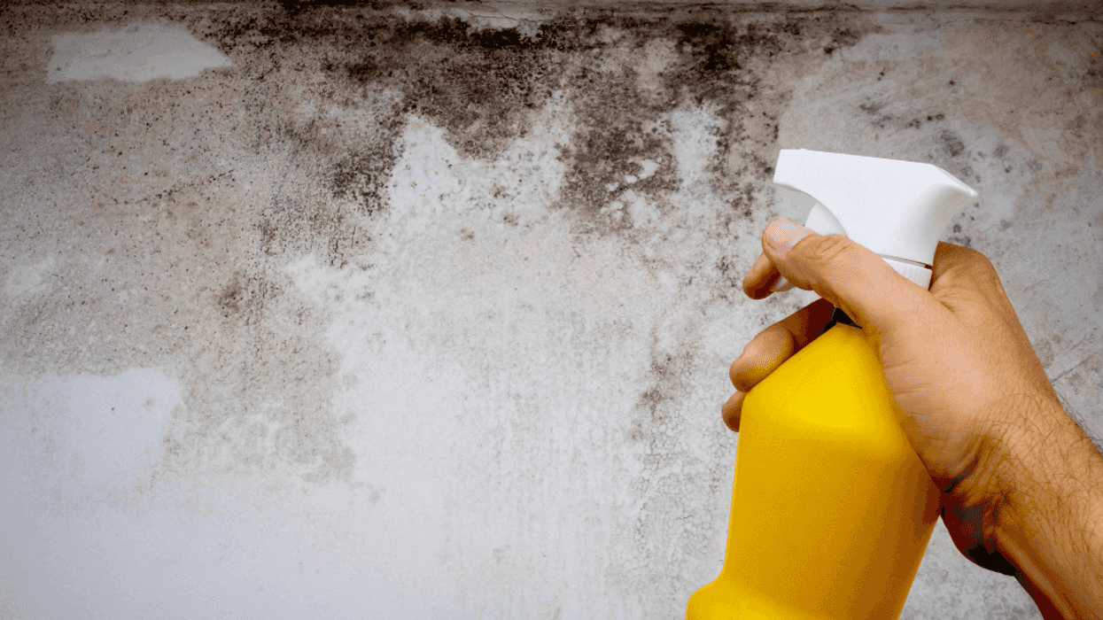 person spraying black mold