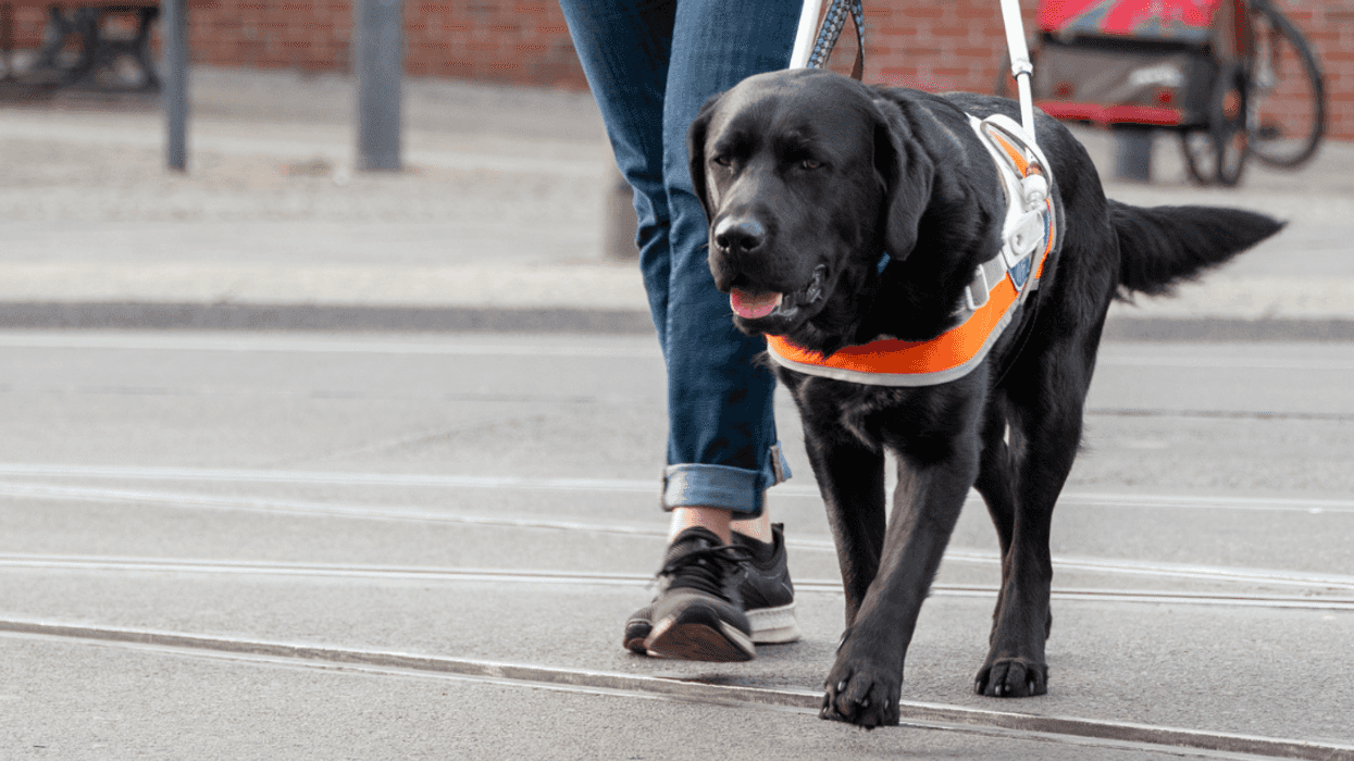 person walking with service dog