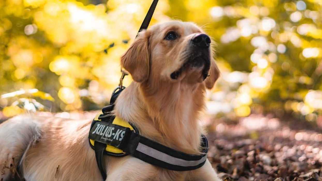 Mom Tells Sister To Leave Service Dog At Home Because She Can't Stop Her Kids From Petting It