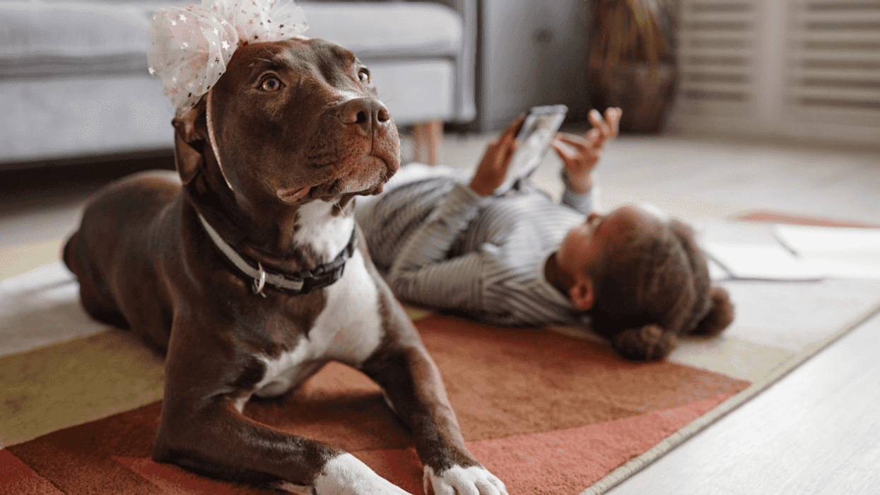 Pitbull with young girl