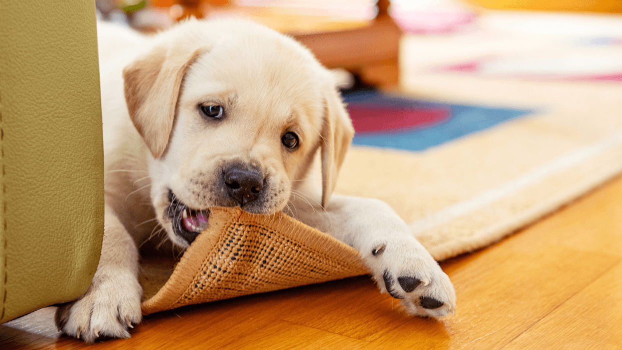 puppy chewing on rug