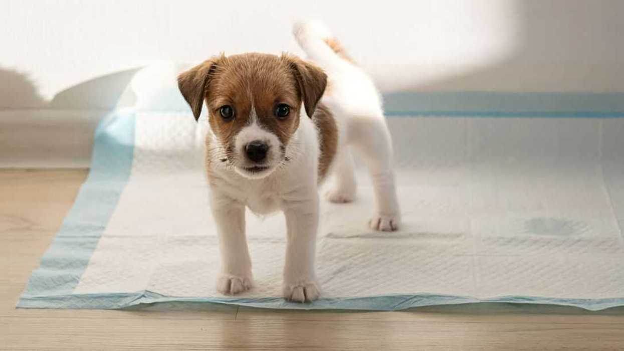 Puppy dog on a training pad with small puddle. Pet care and housebreaking.