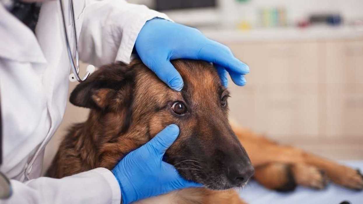 Furious Woman Ditches Husband At Vet After He Tells Her Their Dog Has Cancer As A Prank