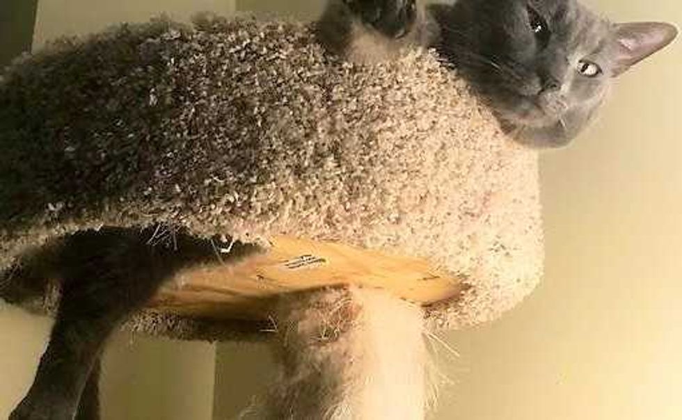 qTJo0IAAhJOzflKJBCFtZgbfnCirWQIwg4yost403