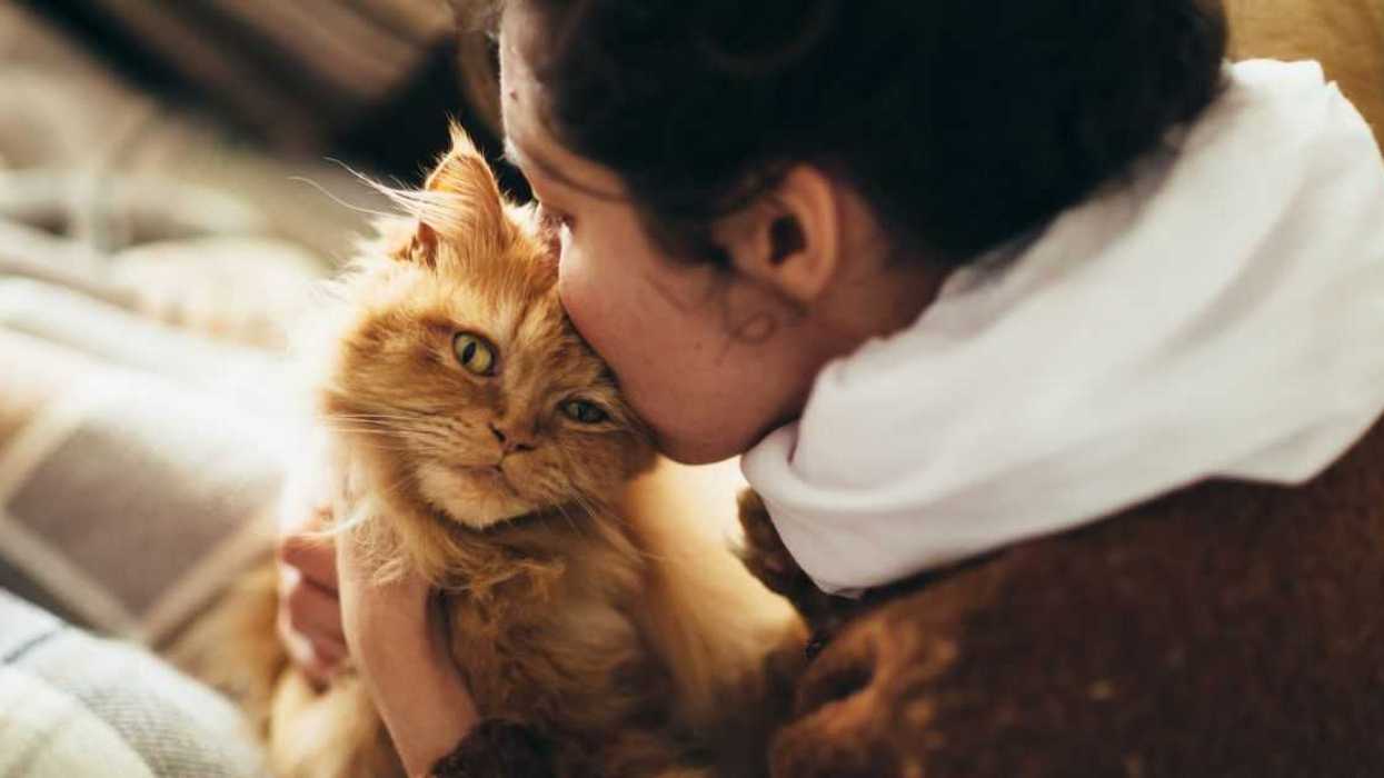 Guy At A Loss After Girlfriend Brings Home A Fourth Rescue Cat Without Consulting Him First