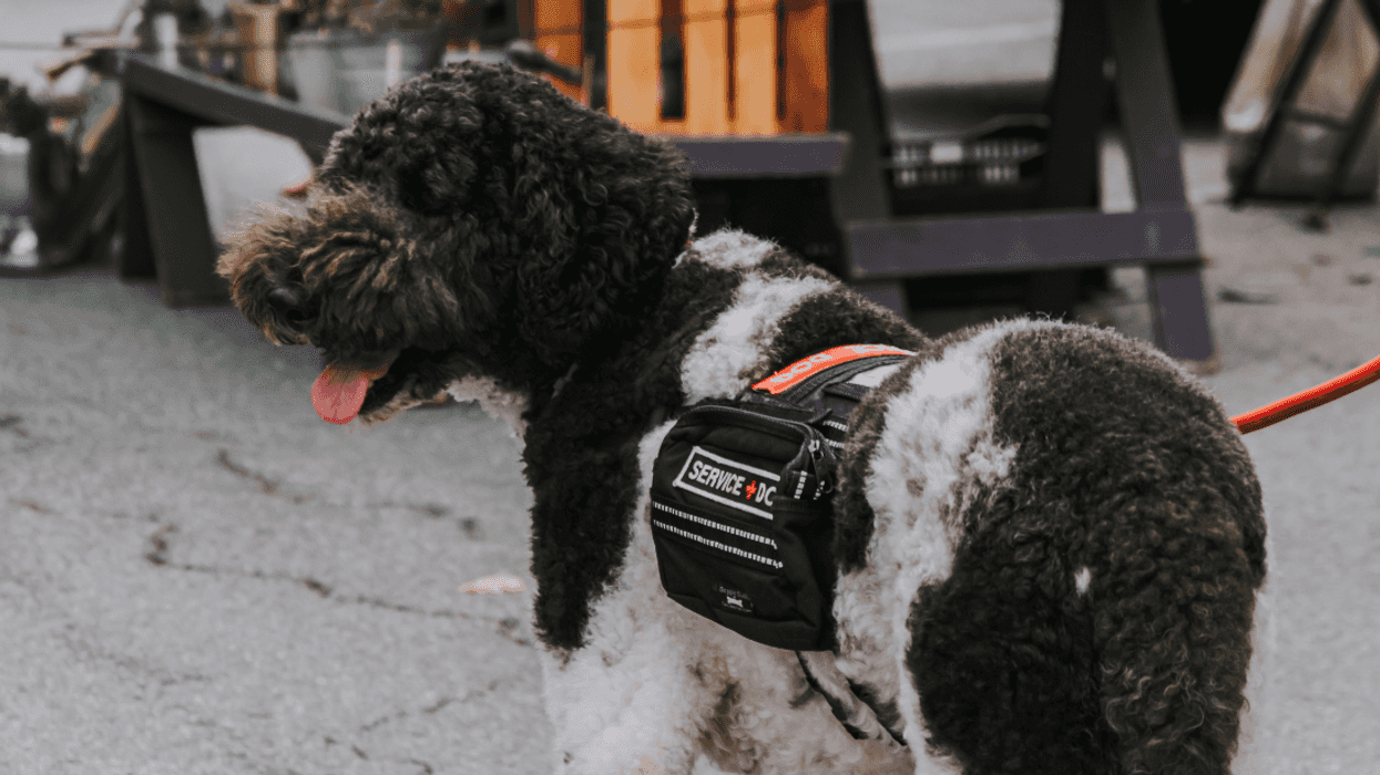 Woman With Vision Loss Called Out For Applying For Guide Dog Against Her Girlfriend's Wishes