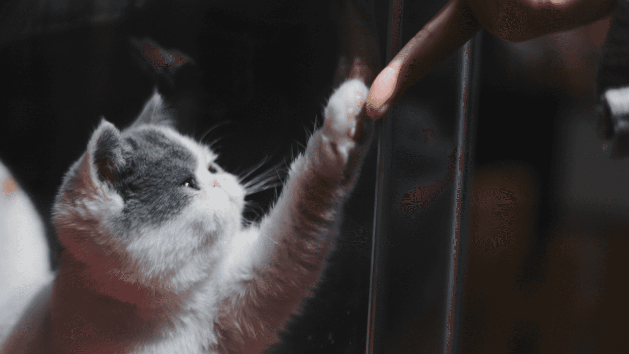 Guy Livid After First Date Rejects Him Immediately Because They're Severely Allergic To His Cat