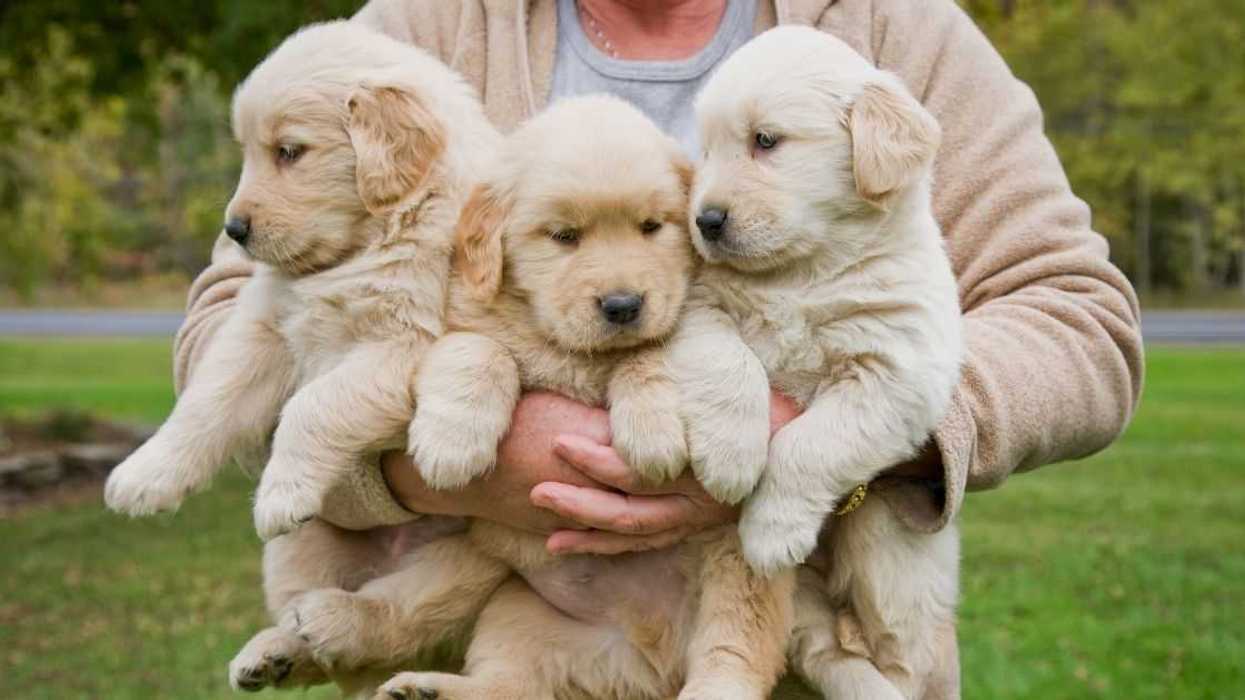 Woman Furious After Her Boyfriend Says A 'Real Wife' Would Be Fine With Him Breeding Puppies