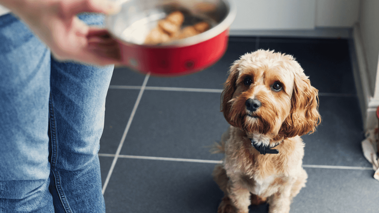 Redditor Refuses To Watch Neighbor's Dogs Anymore After Receiving Unrealistic List Of Demands