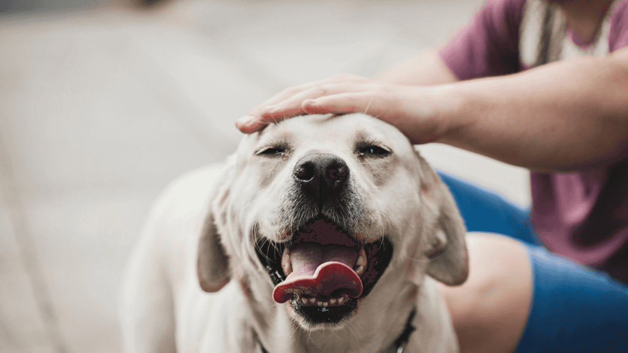 Guy Stunned After Spouse Walks Out Because He Fed Their Emotional Support Snack To His Dog