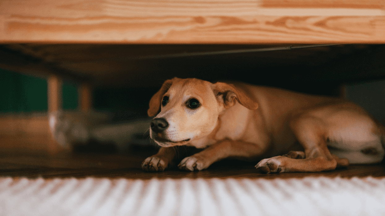 Scared dog hiding