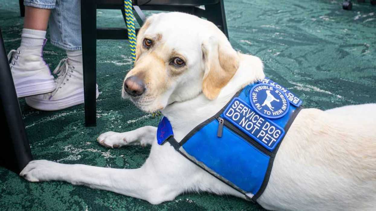 Service dog patiently waits on floor of library while owner studies.