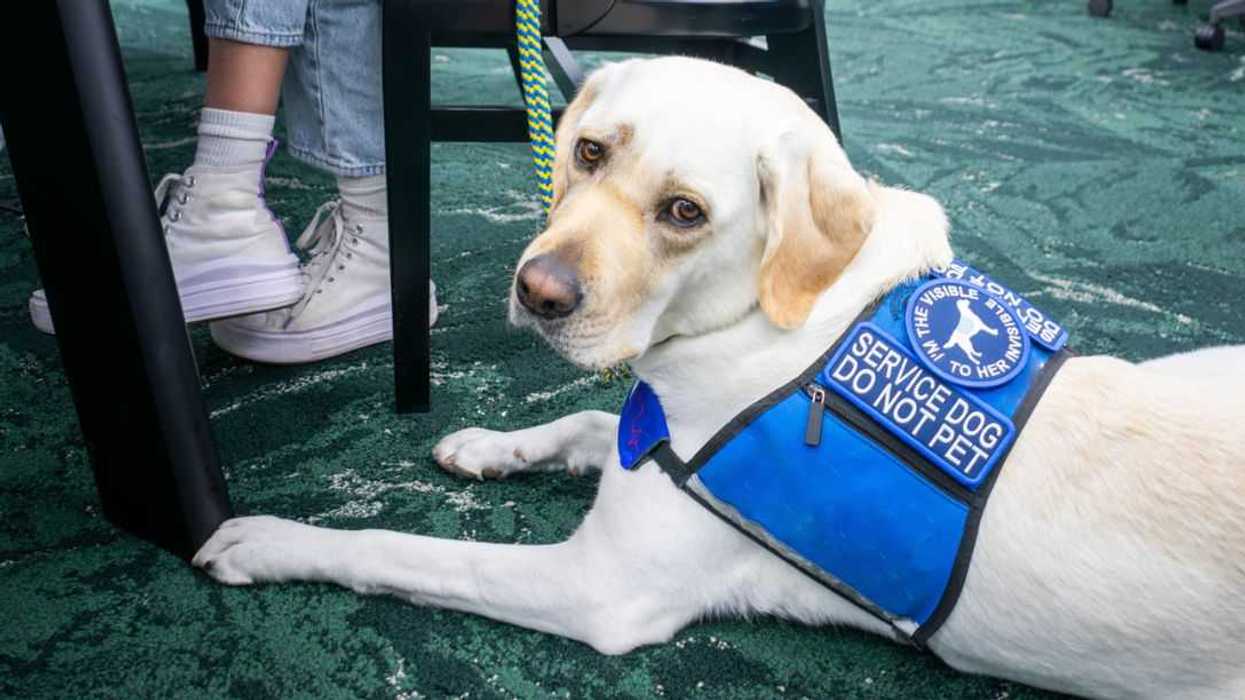 Service dog patiently waits on floor of library while owner studies.