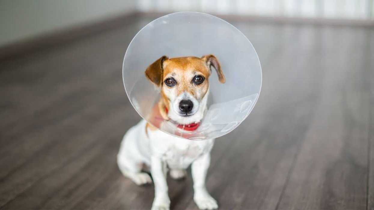 Small dog Jack Russell terrier sitting with vet Elizabethan collar on the gray floor