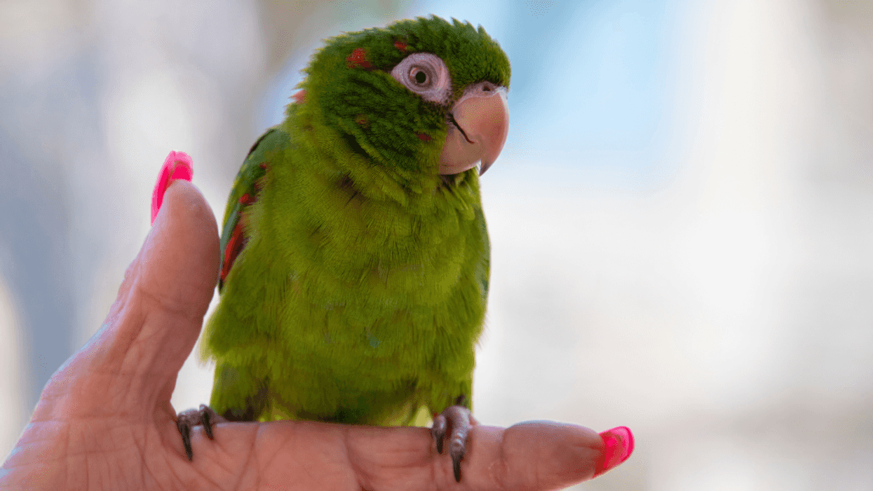 small green parrot