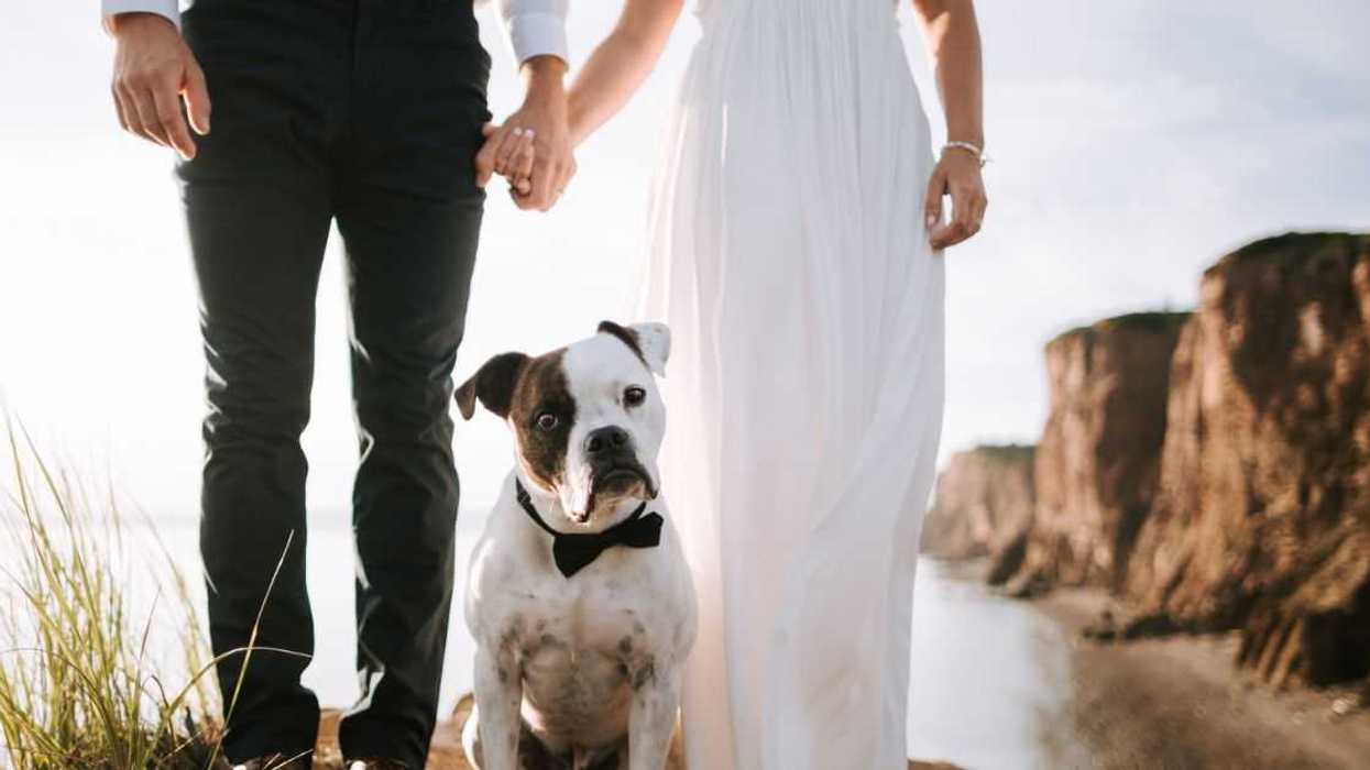 Staffordshire Bull Terrier standing on a cliff with bride and groom