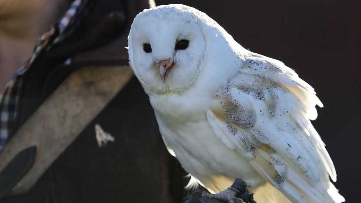 Couple Crushed After Friend Refuses To Let Them Use Their Owl As Ring Bearer For 'Harry Potter'-Themed Wedding