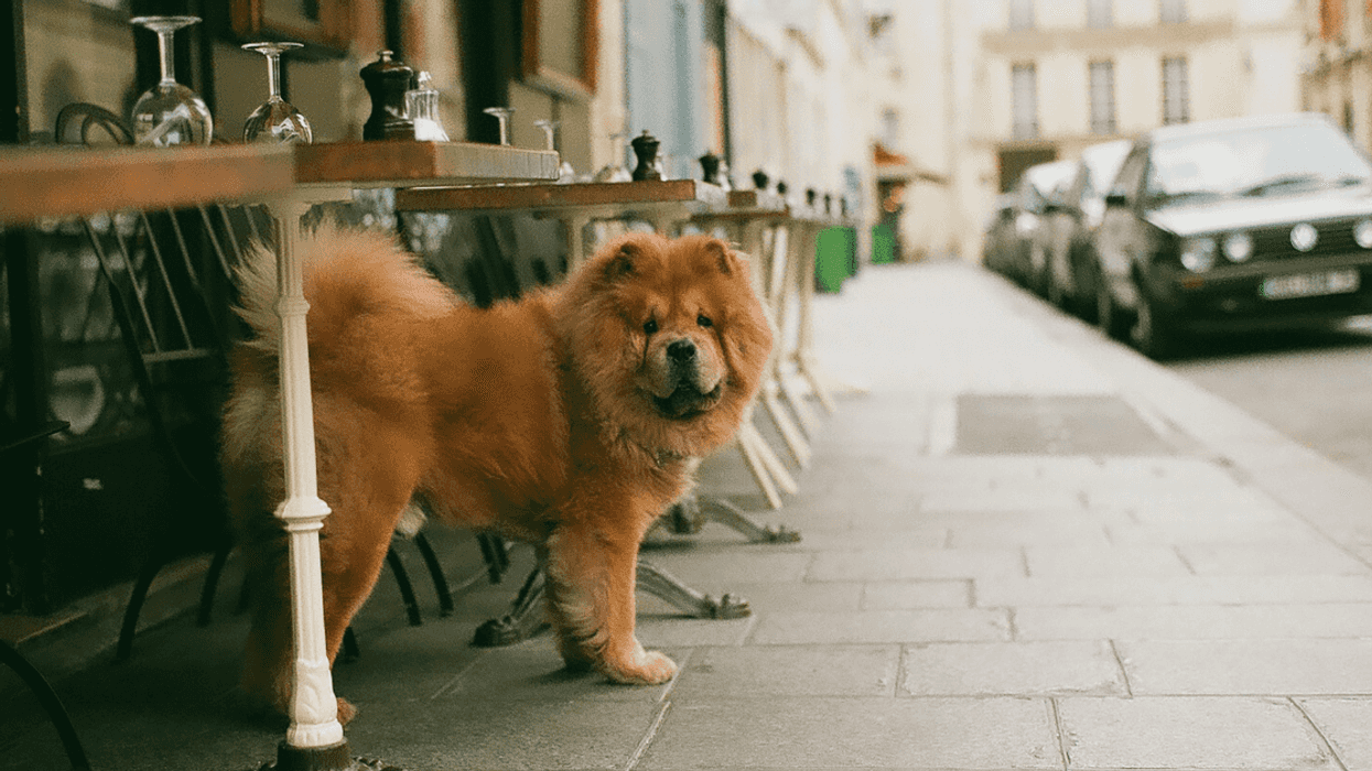Redditor Asked To Leave Pet-Friendly Restaurant Because Another Guest Is Allergic To Their Dog