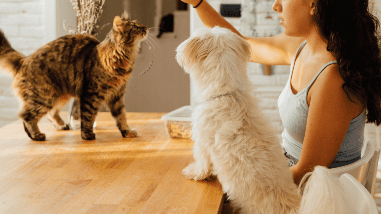 Teenage girl with dog and cat