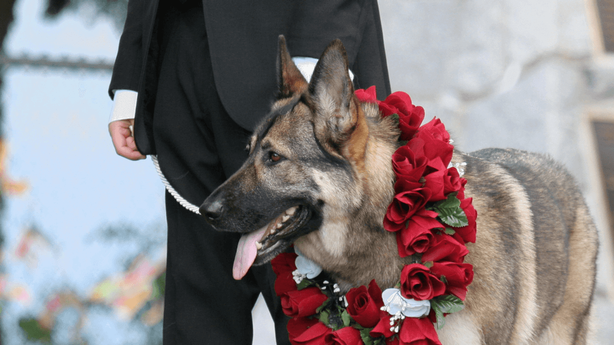 Bride Furious After Her Brother-In-Law Brings His German Shepherd To Her Wedding Against Her Wishes