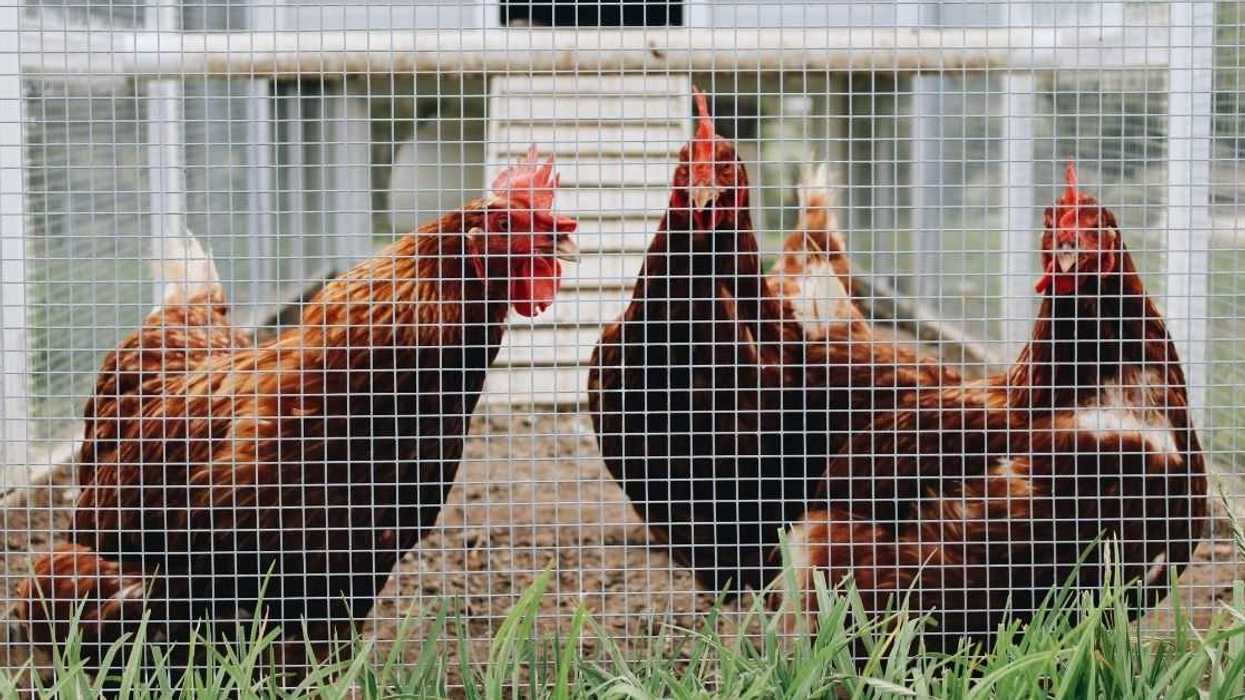 Redditor Livid After Boyfriend 'Surprises' Them By Setting Up A Chicken Coop In Their Garden