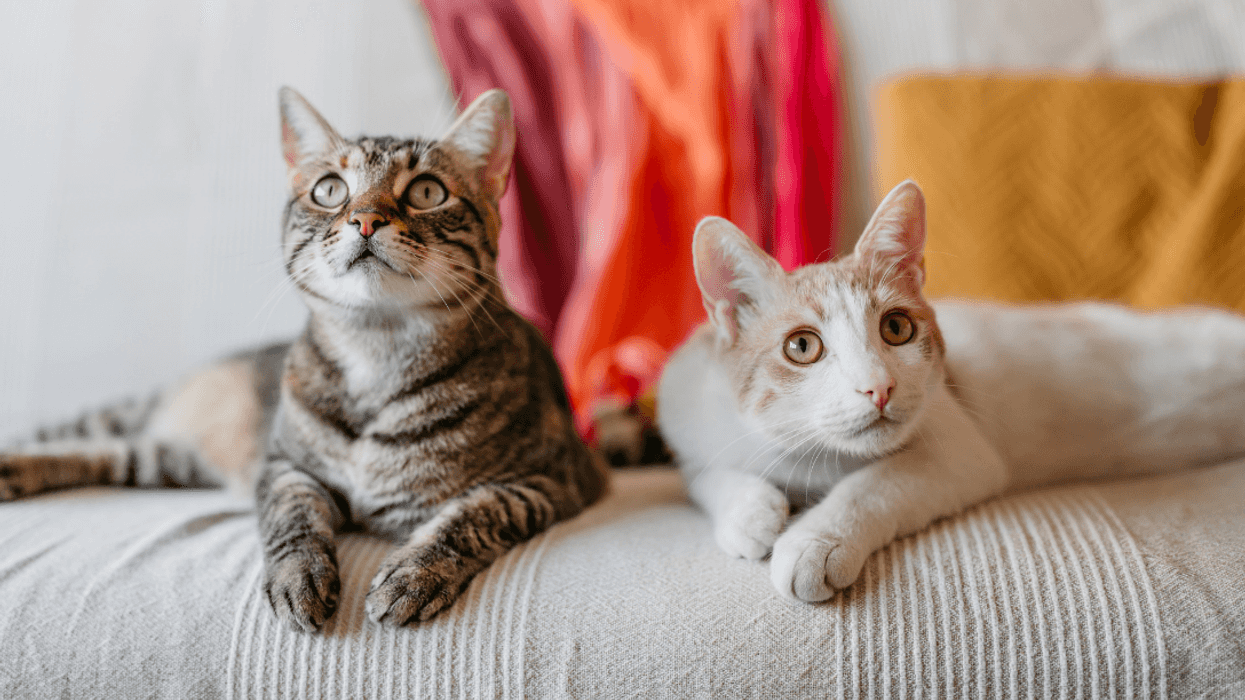 two cats on a couch