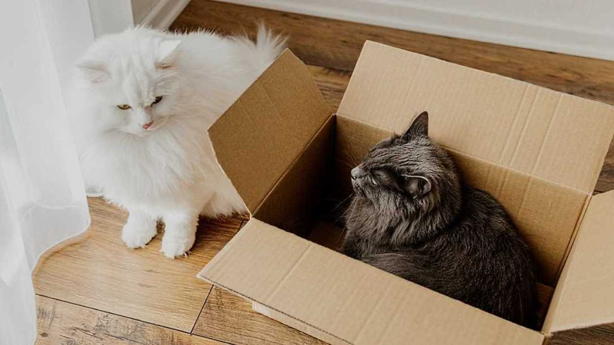 two cats with one in a moving box