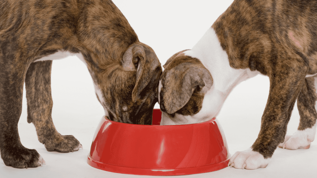 two dogs eating from a red dish
