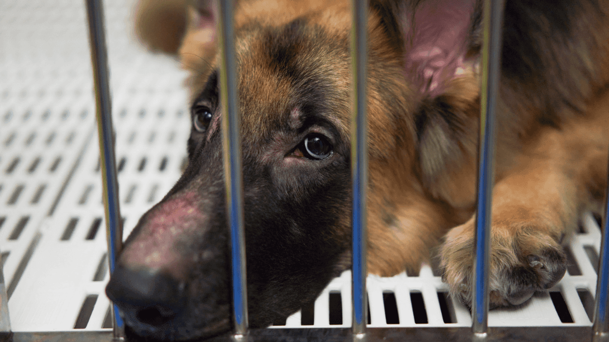 Guy Livid After Roommate Returns His Dog To The Shelter Because He'd Neglected It For Months