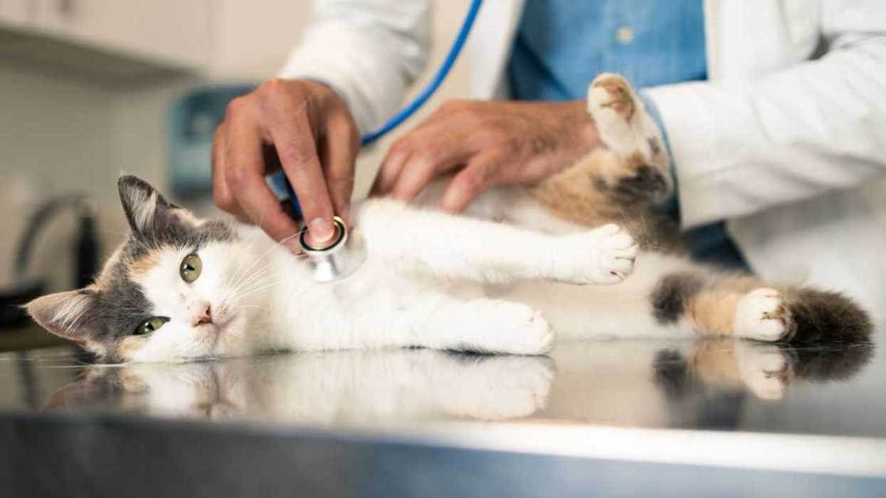 Veterinarian examines a cat.