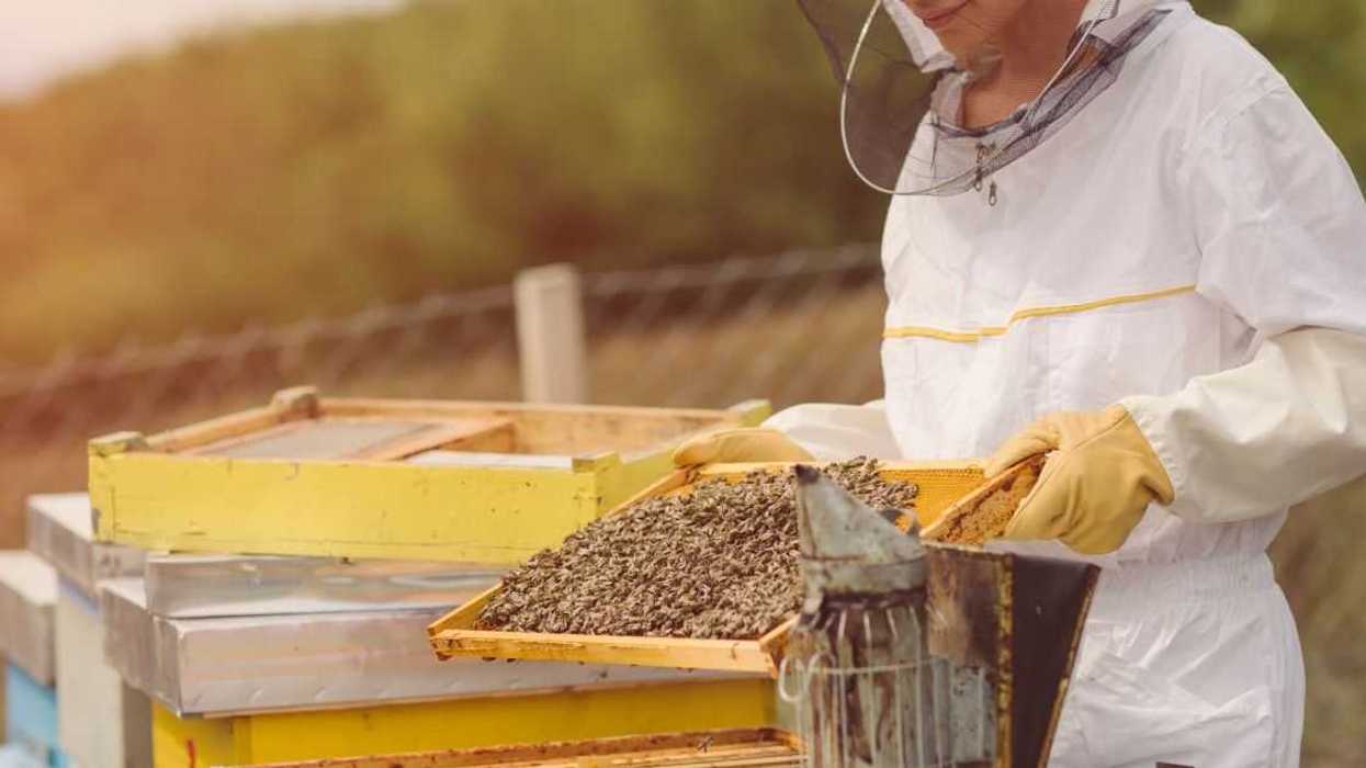 Woman Asks If She's Wrong For Destroying Her Sister's Bee Colony After She Was Going To Move It Inside To Live With Them