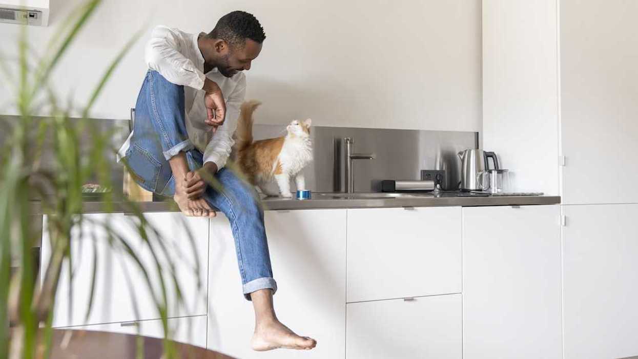 Guy Ignites Drama After Refusing To Give His Cat Away Despite His Girlfriend's Severe Phobia